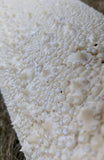 Unpolished Horn Sting Ray Skin (kairagi)