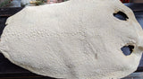 Horn Sting Ray Skin (Kairagi)