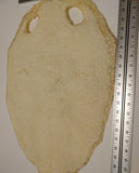 Horn Sting Ray Skin (Kairagi)