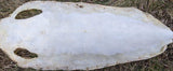 Long Type Sting Ray Skin 12 Inch Wide (20+inches long)