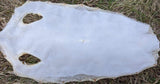 Long Type Sting Ray Skin 12 Inch Wide (20+inches long)