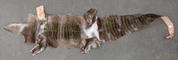 Alligator leather