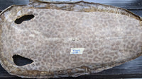 Tigerray Samegawa