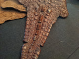 Snapping Turtle leather